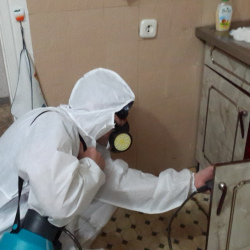 Дезинфекция от муравьев в квартире в Новомосковске
